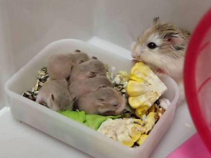 Hamsterii - îngrijire și întreținere la domiciliu, reguli simple (hamsteri) Hamsterii - îngrijire și întreținere la domiciliu, reguli simple