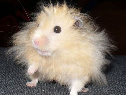 Hamsterii - îngrijire și întreținere la domiciliu, reguli simple (acasă) Hamsterii - îngrijire și întreținere la domiciliu, reguli simple