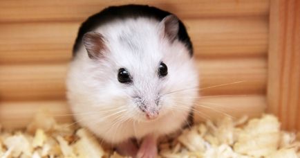 Hamsterii - îngrijire și întreținere la domiciliu, reguli simple