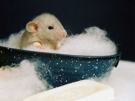 Hamsterii - îngrijire și întreținere la domiciliu, reguli simple