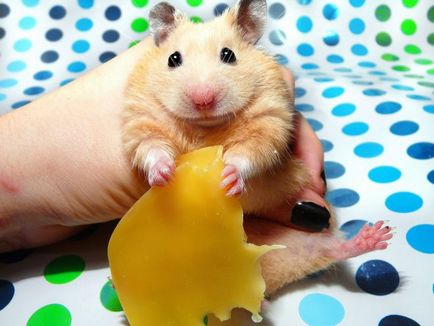 Hamsterii - îngrijire și întreținere la domiciliu, reguli simple (hamsteri acasă) Hamsterii - îngrijire și întreținere la domiciliu, reguli simple