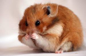 Hamsterii la deficiențe la domiciliu, îngrijire, hrănire și reproducere