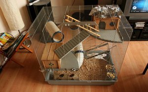 Hamsterii la deficiențe la domiciliu, îngrijire, hrănire și reproducere