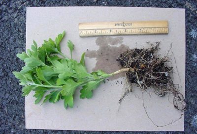 Chrysanthemum multiflora (sferice) de plantare și îngrijire în câmp deschis