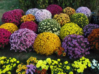 Chrysanthemum multiflora (sferice) de plantare și îngrijire în câmp deschis