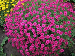 plantare sferice Chrysanthemum și îngrijire în câmp deschis, în creștere din semințe