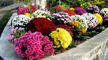 Chrysanthemum sferice de plantare, cultivare, îngrijire, fotografii soiuri (sferice) Chrysanthemum sferice de plantare, cultivare, îngrijire, fotografii soiuri