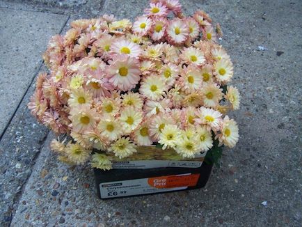 Chrysanthemum sferice de plantare, cultivare, îngrijire, fotografii soiuri