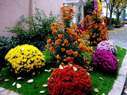 Chrysanthemum sferice de plantare, cultivare, îngrijire, fotografii soiuri