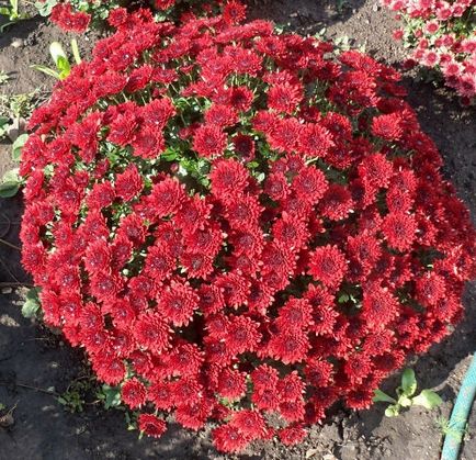Chrysanthemum de plantare sferice, cultivare, îngrijire, fotografii soiuri (plantare) Chrysanthemum sferice de plantare, cultivare, îngrijire, fotografii soiuri