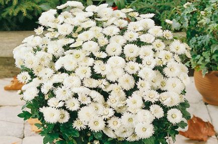 Chrysanthemum de plantare sferice, cultivare, îngrijire, fotografii soiuri (plantare) Chrysanthemum sferice de plantare, cultivare, îngrijire, fotografii soiuri