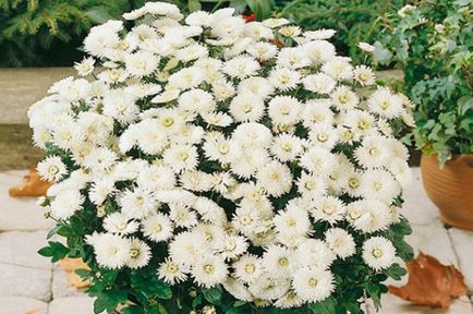 Chrysanthemum sferice de plantare, cultivare, îngrijire, fotografii soiuri