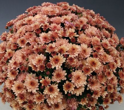 Chrysanthemum sferice de plantare, cultivare, îngrijire, fotografii soiuri