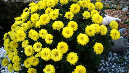 Chrysanthemum sferice de plantare, cultivare, îngrijire, fotografii soiuri