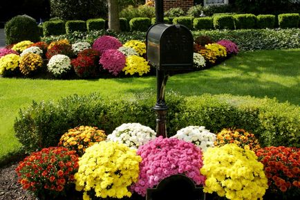 Chrysanthemum sferice de plantare, cultivare, îngrijire, fotografii soiuri