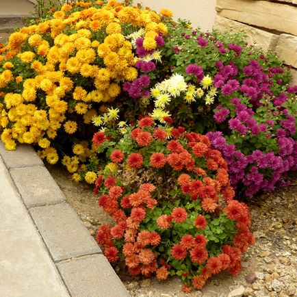 Chrysanthemum sferice de plantare, cultivare, îngrijire, fotografii soiuri (sferice) Chrysanthemum sferice de plantare, cultivare, îngrijire, fotografii soiuri