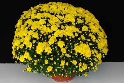 Chrysanthemum de plantare sferice, cultivare, îngrijire, fotografii soiuri (de îngrijire) Chrysanthemum sferice de plantare, cultivare, îngrijire, fotografii soiuri