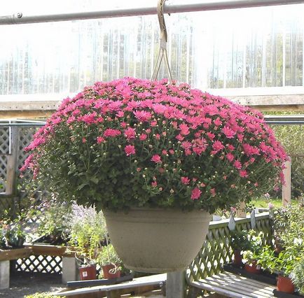 Chrysanthemum de plantare sferice, cultivare, îngrijire, soiuri foto (foto) Chrysanthemum sferice de plantare, cultivare, îngrijire, fotografii soiuri