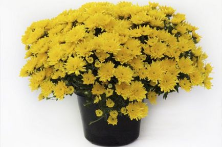 Chrysanthemum sferice de plantare, cultivare, îngrijire, fotografii soiuri (sferice) Chrysanthemum sferice de plantare, cultivare, îngrijire, fotografii soiuri