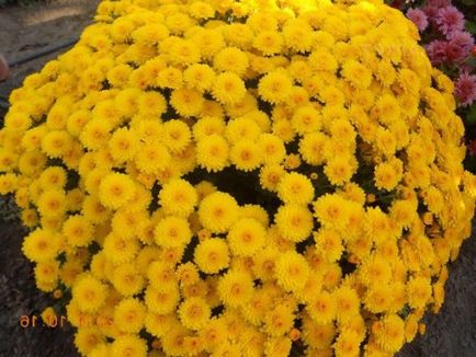 Chrysanthemum plantare sferice, cultivare, îngrijire, fotografii soiuri (cultivare crizantema sferice și de întreținere) Chrysanthemum sferice de plantare, cultivare, îngrijire, fotografii soiuri