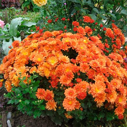 Chrysanthemum plantare sferice, cultivare, îngrijire, fotografii soiuri (cultivare crizantema sferice și de întreținere) Chrysanthemum sferice de plantare, cultivare, îngrijire, fotografii soiuri