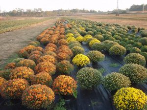 Chrysanthemum sferice de plantare, cultivare, îngrijire, fotografii soiuri