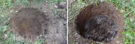 Coniferele pentru Gardens (Garden) Conifere pentru grădini