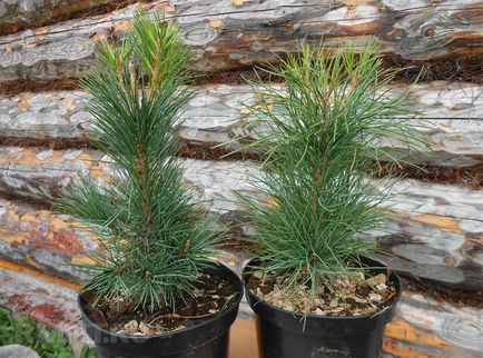 Conifere pentru grădini (plante) Conifere pentru grădini