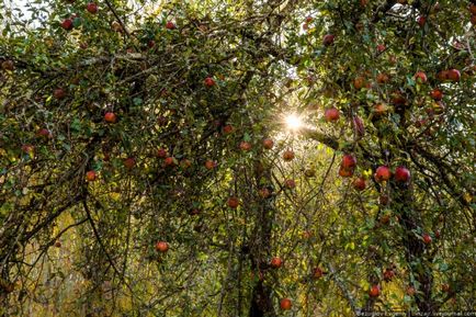 Măr - descriere, proprietăți și beneficii de mere