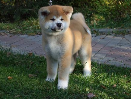 Japoneză istoria Akita câine rasa, descrierea fizică și harkter, conținutul și prețul Ino Akita (poveste) Japoneză istoria Akita câine rasa, descrierea fizică și harkter, conținutul și prețul Ino Akita