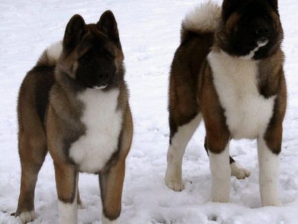 Japoneză istoria Akita câine rasa, descrierea fizică și harkter, conținutul și prețul Ino Akita (Japoneză) Japoneză istoria Akita câine rasa, descrierea fizică și harkter, conținutul și prețul Ino Akita