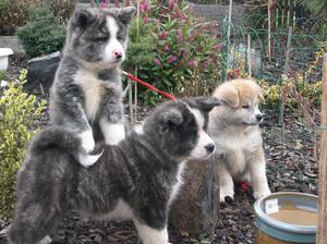Japoneză istoria Akita câine rasa, descrierea fizică și harkter, conținutul și prețul Ino Akita (descriere) Japoneză istoria Akita câine rasa, descrierea fizică și harkter, conținutul și prețul Ino Akita