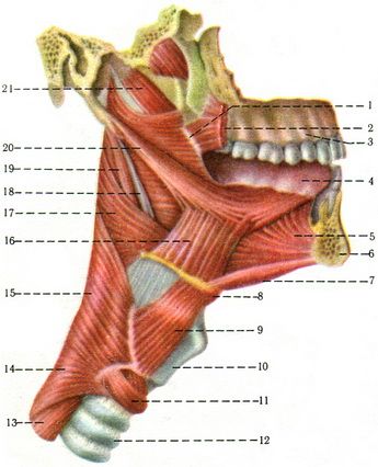 Limba (lingua s