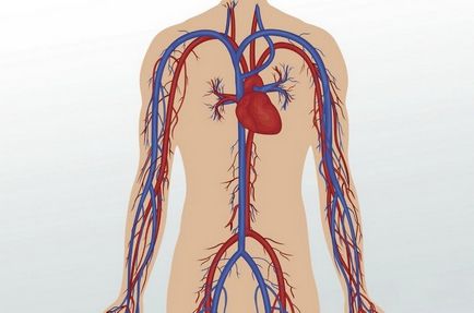 Boli ale vaselor de sange ale sistemului circulator