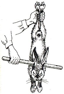 Sacrificarea iepurilor