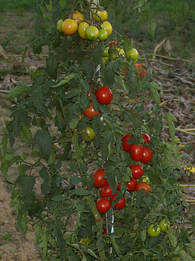 Ghicitori despre tomate