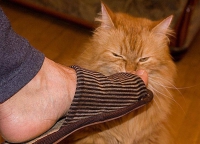 pisici Miros repulsive, care nu pot tolera mirosul de pisici, de ce pisica iubește mirosul de sudoare, pisica -