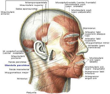 Occipital, frontal, precum și alte părți ale capului (ale craniului)