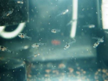 prăji praf live - ceea ce este - un acvariu acasă