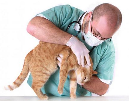 Tartar la pisici cauze, tratament, prevenire