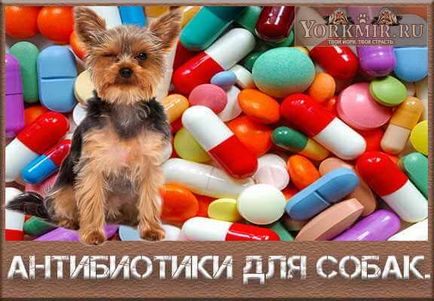 Antibiotice pentru câini, care sunt modul de a da
