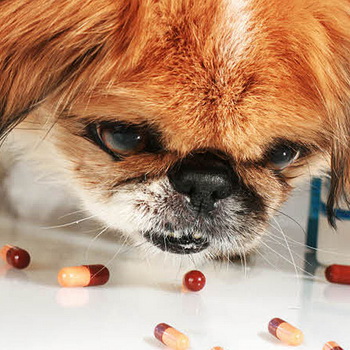 Antibiotice pentru câini