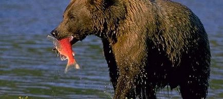Cum să mănânce un urs