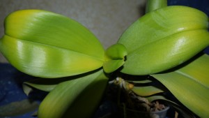 De ce foaie galben la Orchid