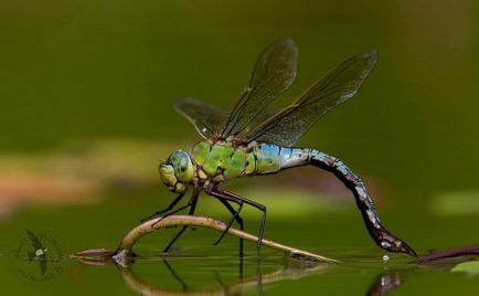 Ce fel de animal de pradă - Dragonfly