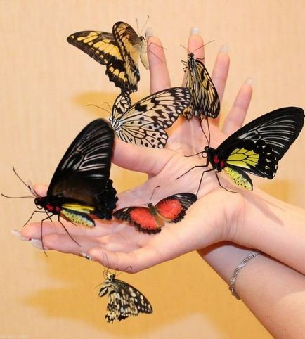 Butterfly ca persoană