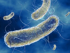 Escherichia coli