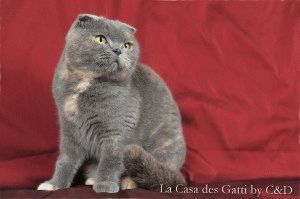 Ori imagini pisică Ori imagini pisică