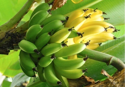 Ce să mănânce fructe Ce să mănânce fructe