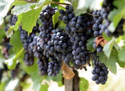Ce să mănânce fructe Ce să mănânce fructe